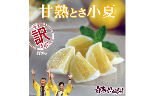 甘熟とさ小夏 約5kg 2S～2L こなつ コナツ 果物 フルーツ 柑橘 かんきつ 宿毛小夏 すくも小夏 日向夏 ニューサマーオレンジ 爽やか 甘酸っぱい 果汁 訳あり わけあり おいしい ご自宅用 ご家庭用 お取り寄せ