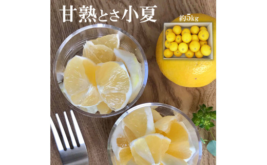 甘熟とさ小夏 約5kg 2S～2L こなつ コナツ 果物 フルーツ 柑橘 かんきつ 宿毛小夏 すくも小夏 日向夏 ニューサマーオレンジ 爽やか 甘酸っぱい 果汁 訳あり わけあり おいしい ご自宅用 ご家庭用 お取り寄せ