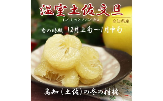 12月発送土佐文旦 温室土佐文旦 2～4L 約10kg 約10キロ(16～20個入り) お得箱 ブンタン ぶんたん 土佐文旦 ハウス文旦 フルーツ 果物 くだもの 柑橘 旬 高知県土佐市産 訳あり わけあり ご自宅用 ご家庭用 おいしい 甘い