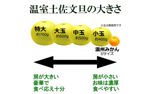 12月発送土佐文旦 温室土佐文旦 2～4L 約10kg 約10キロ(16～20個入り) お得箱 ブンタン ぶんたん 土佐文旦 ハウス文旦 フルーツ 果物 くだもの 柑橘 旬 高知県土佐市産 訳あり わけあり ご自宅用 ご家庭用 おいしい 甘い