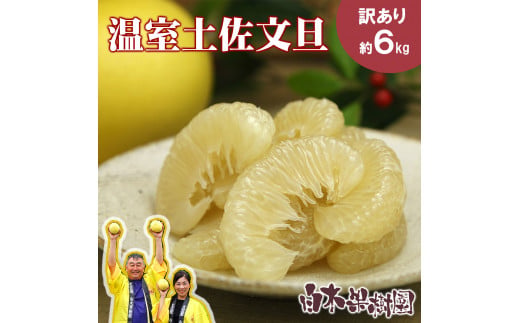先行予約】楠瀬さん土佐文旦 約4kg Mサイズ 猫ムッキーちゃん