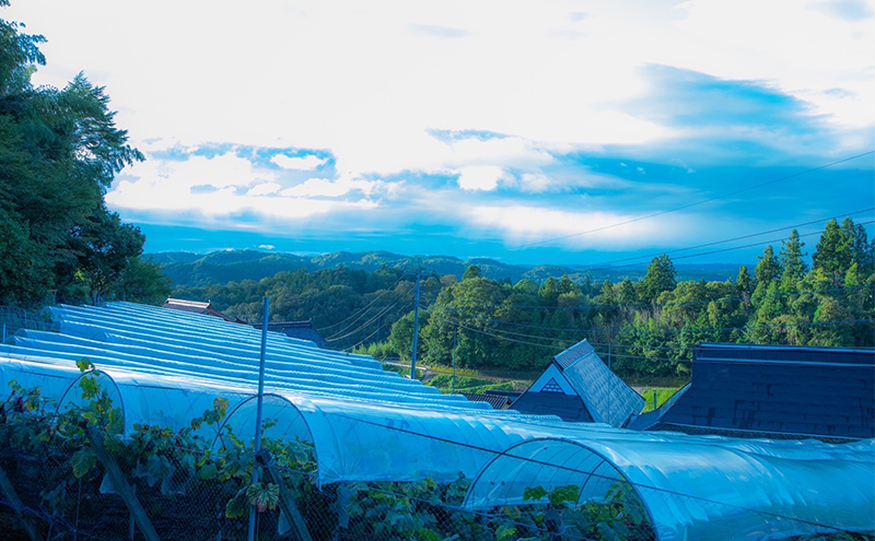 ぶどう シャインマスカット 2kg  3房～4房 1房 約500g～600g 葡萄 フルーツ 岡山 高梁市産 赤迫農園 2026年 先行予約