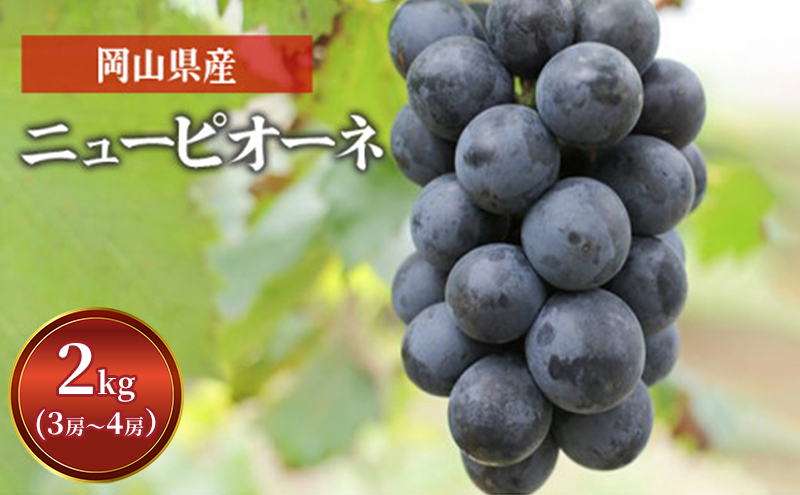 yRszԂǂ j[ sI[l 2kg  3[`4[ 1[ 500g`600g  t[c R sY Ԕ_ 2026N s\