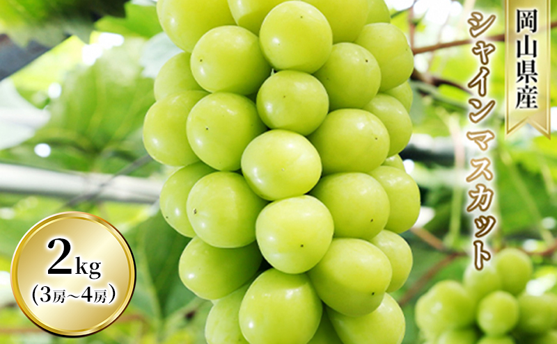 yRszԂǂ VC}XJbg 2kg  3[`4[ 1[ 500g`600g  t[c R sY Ԕ_ 2026N s\