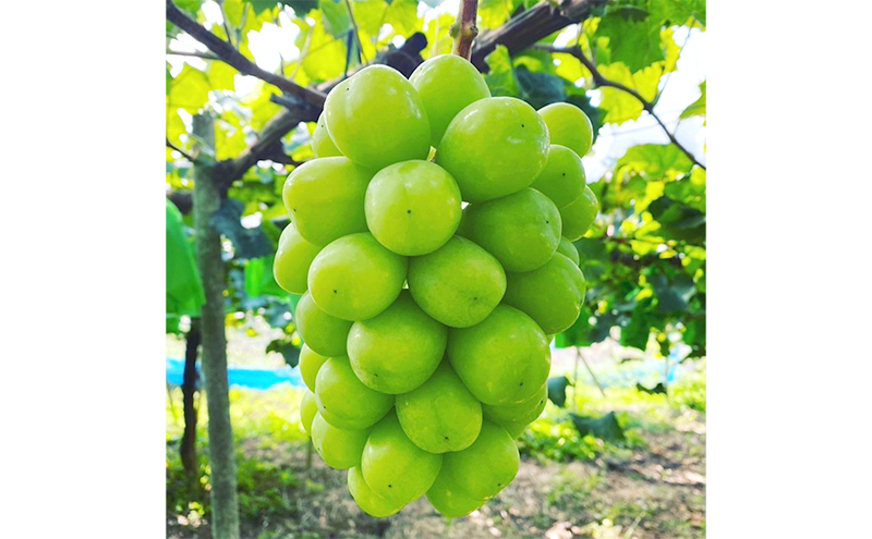 ぶどう シャインマスカット 2kg  3房～4房 1房 約500g～600g 葡萄 フルーツ 岡山 高梁市産 赤迫農園 2026年 先行予約