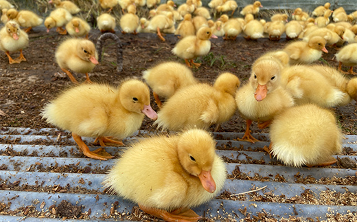 令和7年産 新米 有機栽培米コシヒカリ 石川県加賀市産（合鴨米）精米5kg お米 合鴨 コメ 米 ごはん 有機栽培 有機JAS認証 グルメ 食品 復興 震災 コロナ 能登半島地震復興支援 北陸新幹線 F6P-2992