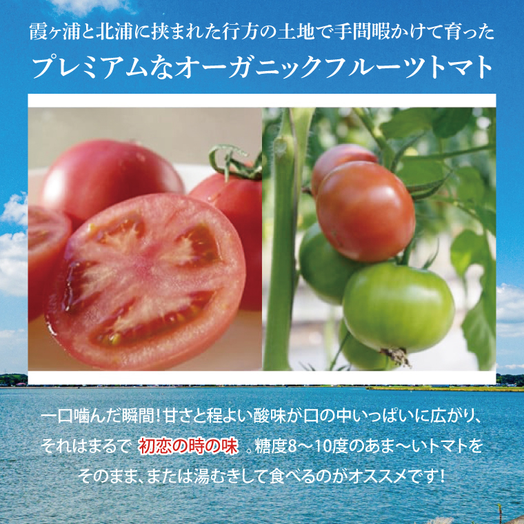 【2026年2月より順次発送】【3ヶ月定期便】★フルーツトマト★KISSトマト 1箱｜トマト とまと フルーツ フルーツトマト KISSトマト 先行予約 定期便 茨城県 行方市(AC-5)