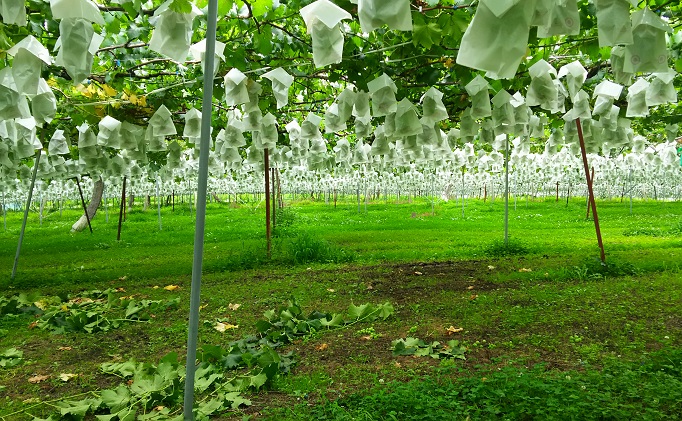 【年内お届け】シャインマスカット 冬に味わう！冷蔵貯蔵 約3kg (5～7房) 長野 信州 坂城 冷蔵シャイン 産地直送 宮原ぶどう園 年内発送 ブドウ 葡萄 種なし フルーツ 果物 