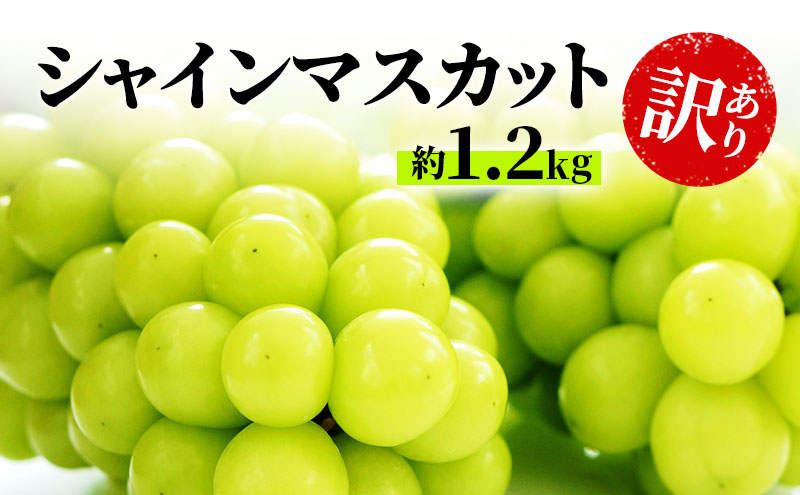 y쌧钬z󂠂 VC}XJbg 1.2kg  Vʎ Ԃǂ  }XJbg uhE t[c ʕ VC ʕ