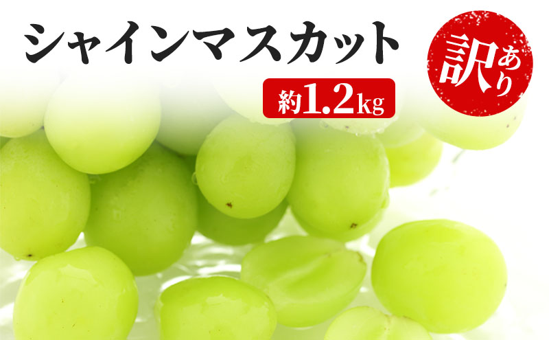 y쌧钬z󂠂 VC}XJbg 1.2kg  YANAGISAWA Ԃǂ  }XJbg uhE t[c ʕ VC ʕ