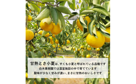 ＜先行予約＞甘熟とさ小夏 約3kg S～Lサイズ 特選品 贈答用