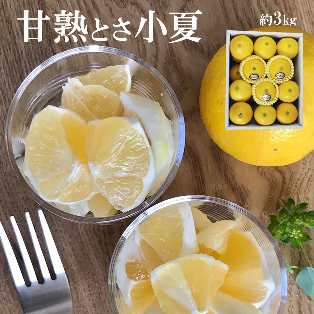 ＜先行予約＞甘熟とさ小夏 約3kg S～Lサイズ 特選品 贈答用 果物 柑橘 フルーツ 日向夏 ニューサマーオレンジ こなつ 小夏 すくも小夏 宿毛小夏 みかん 高知県 土佐市 お取り寄せ 産地直送 おいしい 美味しい ギフト
