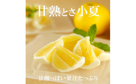 ＜先行予約＞甘熟とさ小夏 約3kg S～Lサイズ 特選品 贈答用 果物 柑橘 フルーツ 日向夏 ニューサマーオレンジ こなつ 小夏 すくも小夏 宿毛小夏 みかん 高知県 土佐市 お取り寄せ 産地直送 おいしい 美味しい ギフト