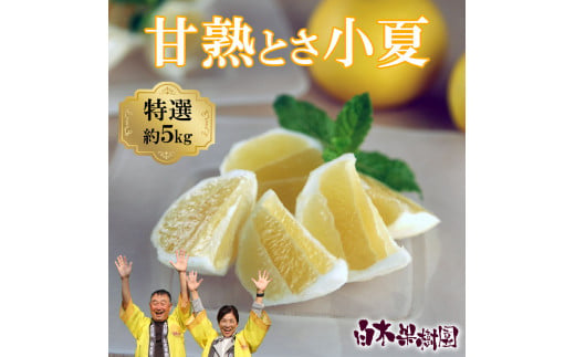 ＜先行予約＞甘熟とさ小夏 約5kg S～Lサイズ 特選品 贈答用 果物 柑橘 フルーツ こなつ 小夏 すくも小夏 宿毛小夏 日向夏 ニューサマーオレンジ みかん 高知県 土佐市 お取り寄せ 産地直送 おいしい 美味しい ギフト