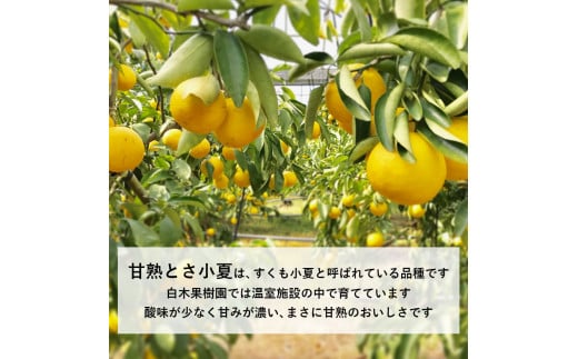 ＜先行予約＞甘熟とさ小夏 約5kg S～Lサイズ 特選品 贈答用