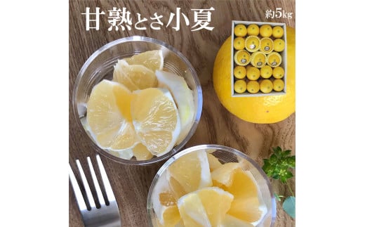 ＜先行予約＞甘熟とさ小夏 約5kg S～Lサイズ 特選品 贈答用