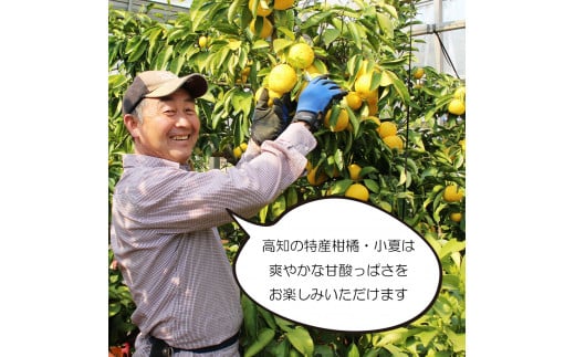 ＜先行予約＞甘熟とさ小夏 約5kg S～Lサイズ 特選品 贈答用