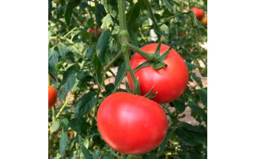 ＜2026年1月下旬～発送＞旬の濃旨フルーツトマト3kg 糖度8～10度 大小混合 詰め合わせ