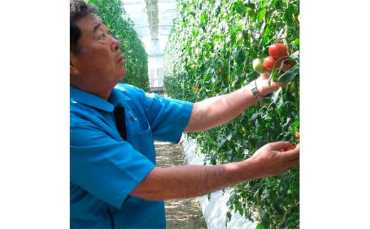 ＜2026年1月下旬～発送＞旬の濃旨フルーツトマト3kg 糖度8～10度 大小混合 詰め合わせ フルーツトマト ふるーつとまと とまと トマト 桃太郎 甘い 濃厚 美味しい 箱詰め 大容量 大量