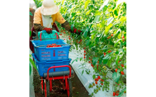 ＜2026年1月下旬～発送＞旬の濃旨フルーツトマト3kg 糖度8～10度 大小混合 詰め合わせ フルーツトマト ふるーつとまと とまと トマト 桃太郎 甘い 濃厚 美味しい 箱詰め 大容量 大量