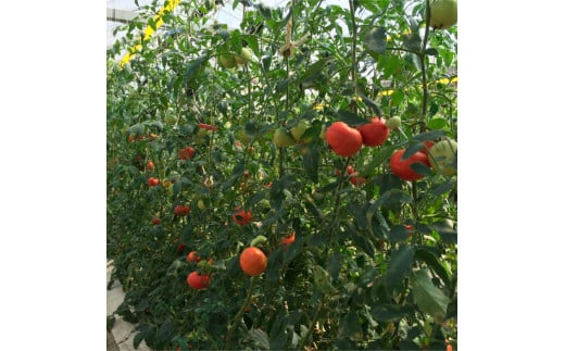 ＜2026年1月下旬～発送＞旬の濃旨フルーツトマト3kg 糖度8～10度 大小混合 詰め合わせ フルーツトマト ふるーつとまと とまと トマト 桃太郎 甘い 濃厚 美味しい 箱詰め 大容量 大量