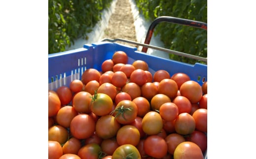＜2026年1月下旬～発送＞旬の濃旨フルーツトマト3kg 糖度8～10度 大小混合 詰め合わせ フルーツトマト ふるーつとまと とまと トマト 桃太郎 甘い 濃厚 美味しい 箱詰め 大容量 大量