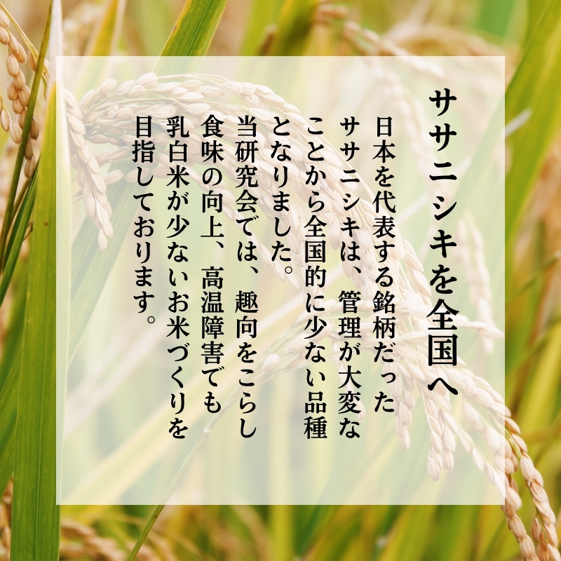 令和7年産 新米 特別栽培米 恋の舞 ササニシキ にかほ 精米 5kg　[ 米 コメ こめ 秋田県産 国産米 ]