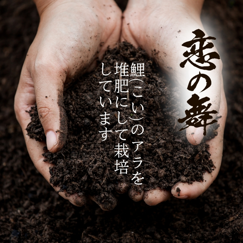 令和7年産 新米  恋の舞 ササニシキ にかほ 精米 10kg  [ 米 コメ こめ 秋田県産 国産米 ]