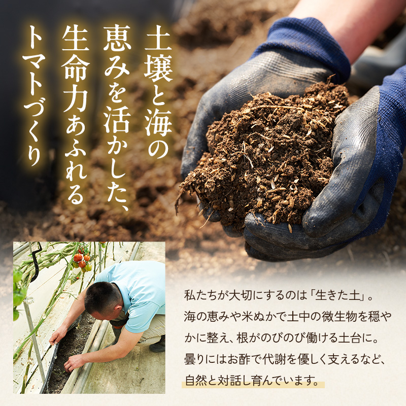 よしよし畑のあま～い トマト ( 中玉トマト ) 2.8kg ～ 3kg 程度 新鮮 産地直送  とまと おいしい おすすめ ギフト お取り寄せ