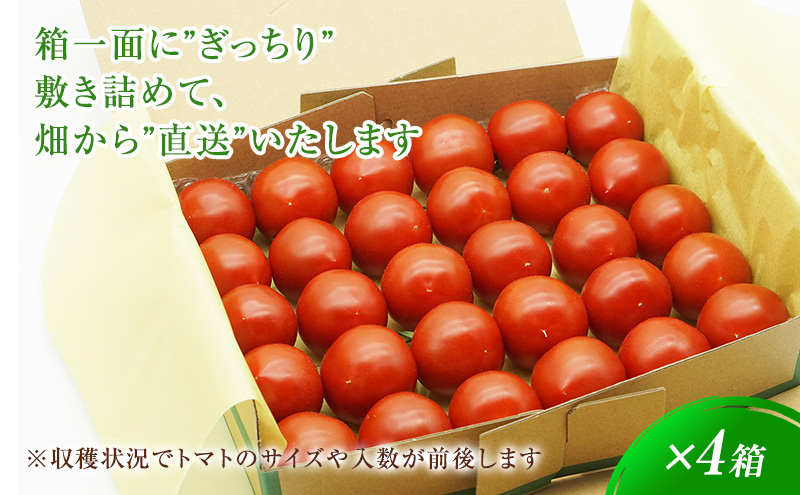 トマト5さま専用 楽天市場】ミニトマト(アイコ) 有機栽培 150g×16p 鹿児島県産