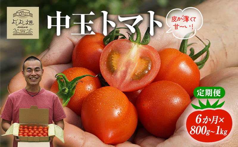 yɌszy6A ͂z 悵悵̂܁` g}g ( ʃg}g ) 800g ` 1kg v3kg x VN Yn  Ƃ܂ Еz    Mtg 