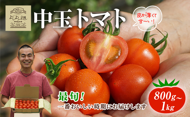 yɌszyŏ{͂!!z悵悵̂܁` g}g ( ʃg}g ) 800g ` 1kg x VN Yn ① Ƃ܂   Mtg 