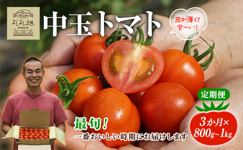 yɌszyŏ{͂mz3A  悵悵̂܁` g}g ( ʃg}g ) 800g ` 1kg v3kg x VN Yn  Ƃ܂ Еz    Mtg 