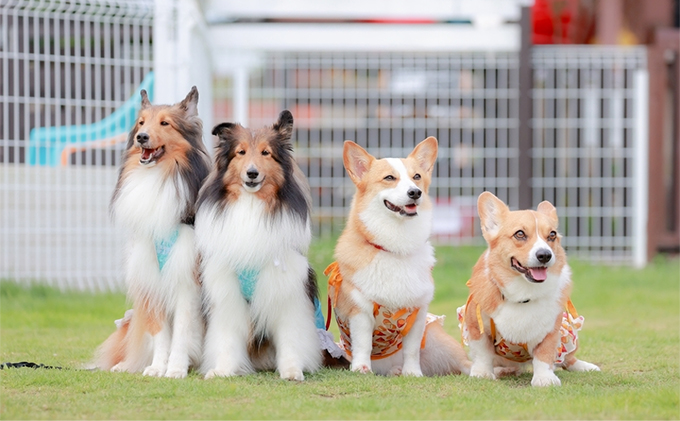 北海道南富良野町のふるさと納税 犬 おやつ 北海道 愛犬のおやつA エゾシカ 肉 詰め合わせ セット 南富フーズ 無添加 国産 ジビエ ジャーキー ふりかけ 犬用おやつ ペットのおやつ ペット フード えさ 犬用 鹿肉 鹿 ジビエジャーキー ドッグフード 猫 プレゼント ギフト