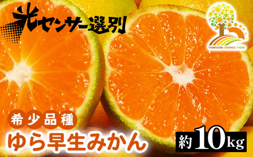 【和歌山県美浜町】ゆら早生 みかん 濃厚な味わい 約10kg 希少品種《有機質肥料100%》極早生 | 由良 ゆら 早生 わせ 柑橘 果物 くだもの フルーツ 和歌山 有田 ※2025年10月上旬〜11月中旬頃に順次発送予定 ※北海道・沖縄・離島への配送不可