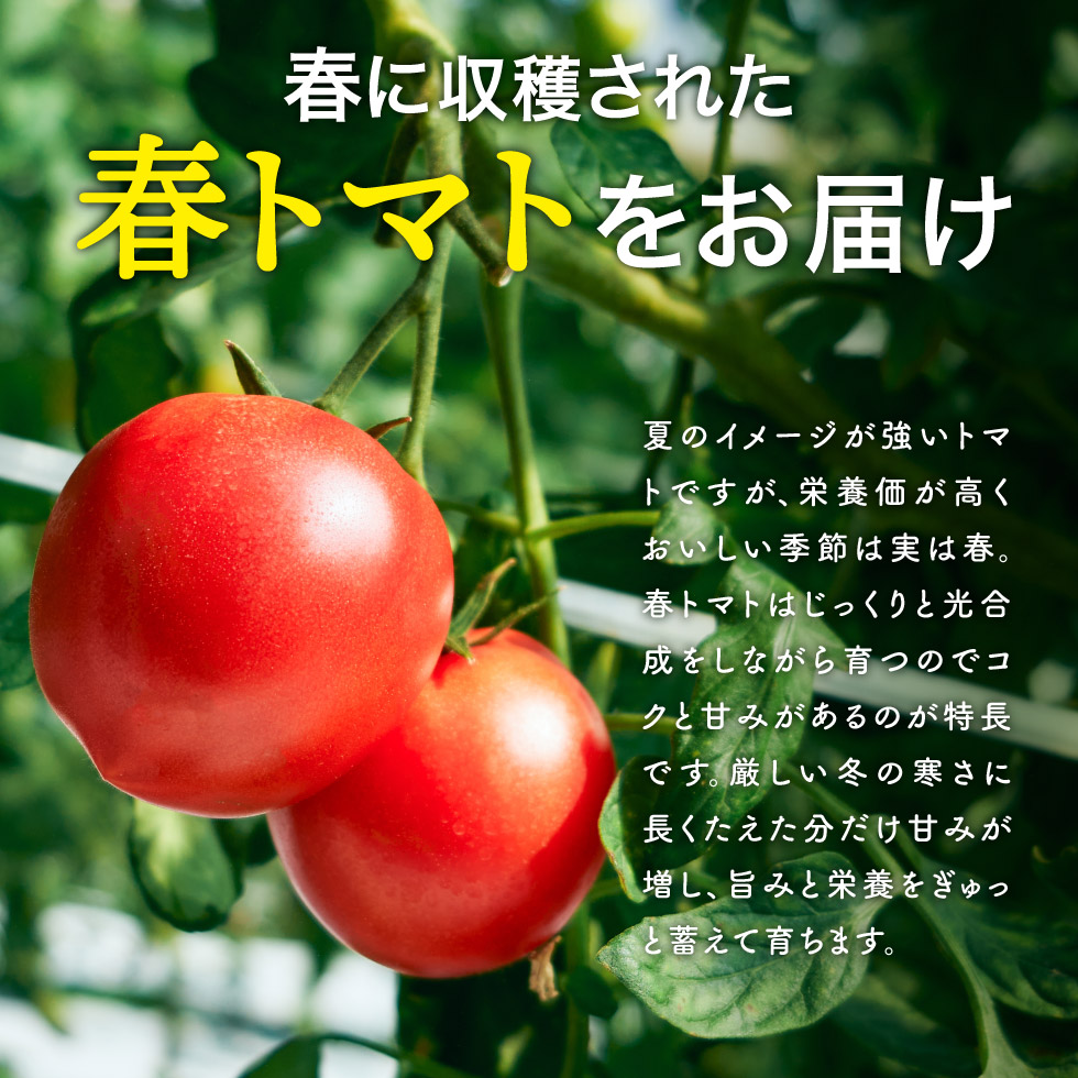 トマト 1kg+トマトの一番星ピューレ 380g×1本セット 兵庫県産 野菜 とまと 完熟 高糖度 濃厚 甘い 賞 受賞 糖度 夏野菜 あまい お取り寄せ 冷蔵配送