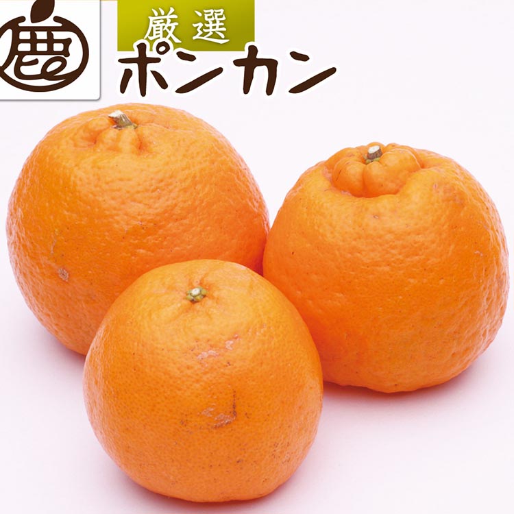 【和歌山県美浜町】<1月より発送>厳選 ポンカン2.5kg+250g(傷み補償分) ※北海道・沖縄・離島への配送不可 ※2026年1月下旬〜2月下旬頃に順次発送予定