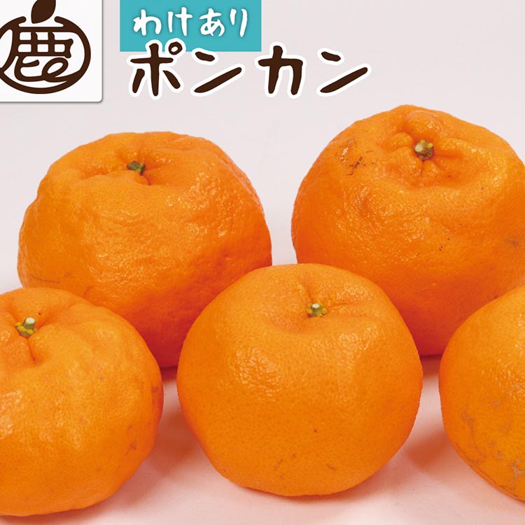 【和歌山県美浜町】<1月より発送>家庭用 ポンカン2.5kg+250g(傷み補償分) ※北海道・沖縄・離島への配送不可 ※2026年1月下旬〜2月下旬頃に順次発送予定