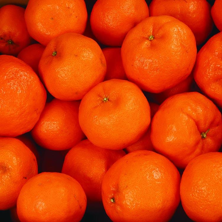 ＜1月より発送＞家庭用 ポンカン7.5kg+250g（傷み補償分） ※北海道・沖縄・離島への配送不可 ※2026年1月下旬～2月下旬頃に順次発送予定