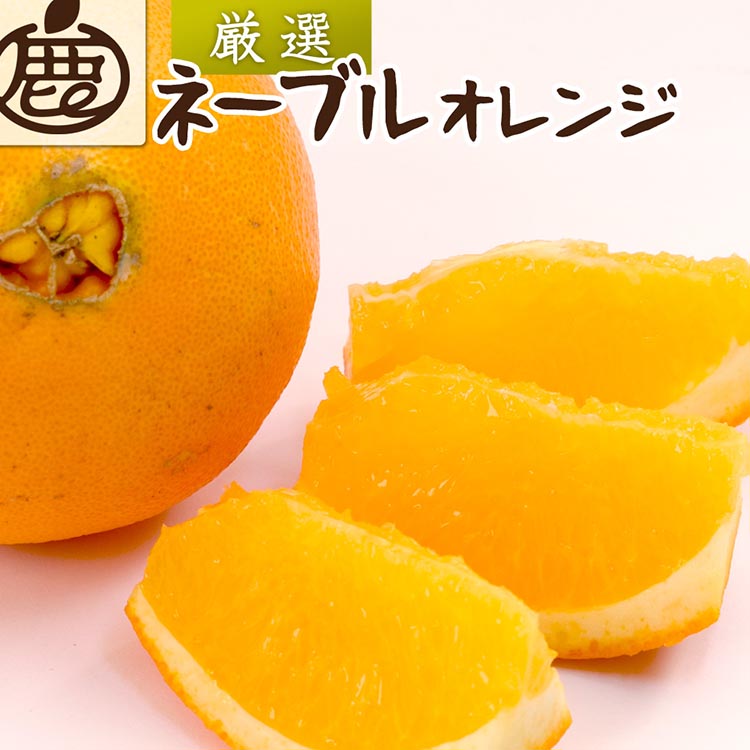 2月より発送＞厳選 ネーブルオレンジ2.5kg+250g（傷み補償分