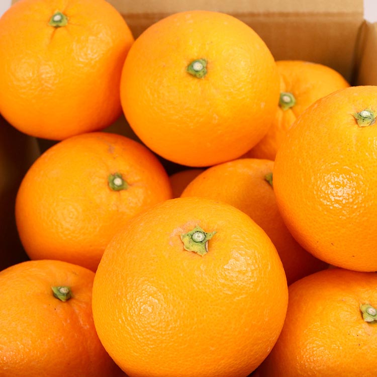 ＜2月より発送＞厳選 ネーブルオレンジ5kg+250g（傷み補償分）【光センサー選別】 ※北海道・沖縄・離島への配送不可 ※2026年2月上旬～2月下旬頃に順次発送予定