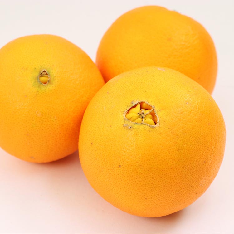 ＜2月より発送＞厳選 ネーブルオレンジ10kg+250g（傷み補償分）【光センサー選別】 ※北海道・沖縄・離島への配送不可 ※2026年2月上旬～2月下旬頃に順次発送予定