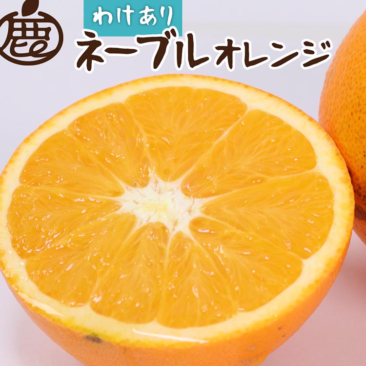 【和歌山県美浜町】<2月より発送>家庭用 ネーブルオレンジ2.5kg+250g(傷み補償分)|訳あり・わけあり【光センサー選別】 ※北海道・沖縄・離島への配送不可 ※2026年2月上旬〜2月下旬頃に順次発送予定