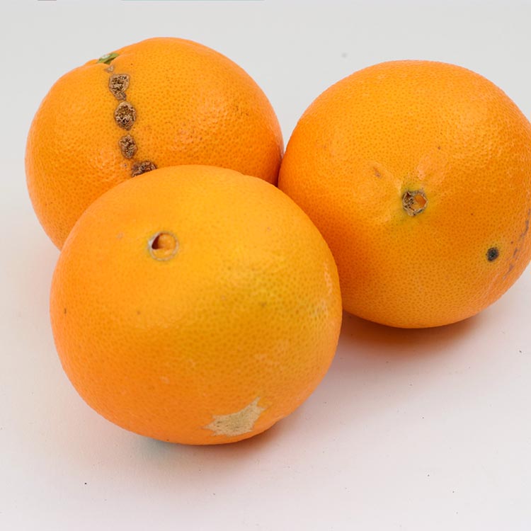 ＜2月より発送＞家庭用 ネーブルオレンジ10kg+250g（傷み補償分）｜訳あり・わけあり【光センサー選別】 ※北海道・沖縄・離島への配送不可 ※2026年2月上旬～2月下旬頃に順次発送予定