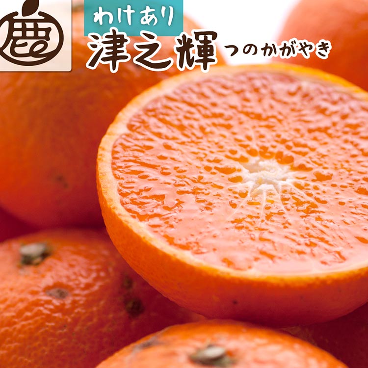 【和歌山県美浜町】<2月より発送>家庭用 津之輝5kg+250g(傷み補償分)つのかがやき|わけあり・訳あり【光センサー選別】 | 柑橘 フルーツ 果物 濃厚 春 旬 和歌山 先行予約 選べる 国産 美浜町 ※北海道・沖縄・離島への配送不可 ※2026年2月上旬〜4月中旬頃に順次発送