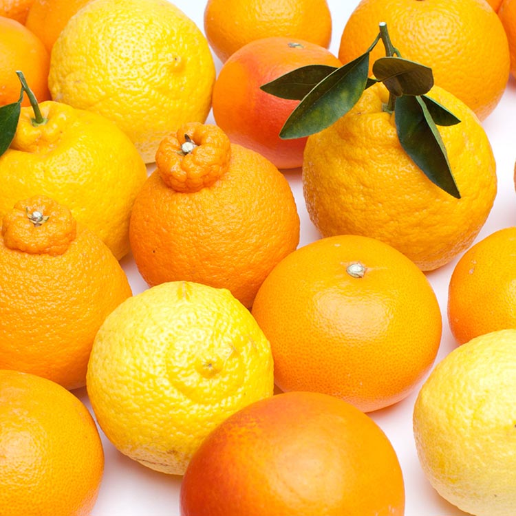 ＜1月より発送＞厳選 柑橘詰合せ7.5kg+250g（傷み補償分）◇｜有田の春みかん詰め合わせ・フルーツ詰め合せ・オレンジつめあわせ【光センサー選別】 ※北海道・沖縄・離島への配送不可 ※2026年1月上旬～4月下旬頃に順次発送予定