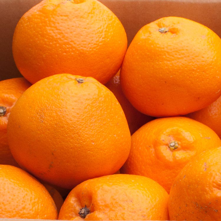 ＜2月より発送＞厳選 はるみ1kg+250g（傷み補償分）◇｜デコポンの姉妹品種・新食感春みかん【光センサー選別】 ※北海道・沖縄・離島への配送不可 ※2026年2月上旬～3月下旬頃に順次発送予定