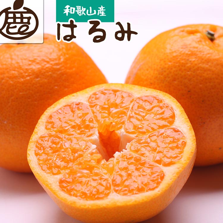 【和歌山県美浜町】<2月より発送>厳選 はるみ5kg+250g(傷み補償分)◇|デコポンの姉妹品種・新食感春みかん【光センサー選別】 ※北海道・沖縄・離島への配送不可 ※2026年2月上旬〜3月下旬頃に順次発送予定
