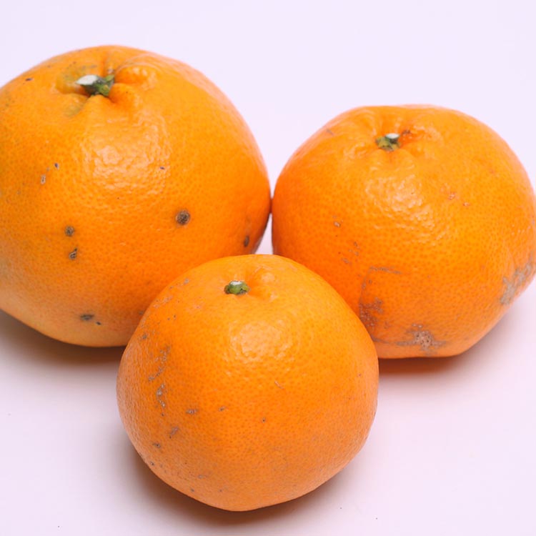 ＜2月より発送＞家庭用 はるみ2.5kg+250g（傷み補償分）◇ ｜ わけあり 訳あり ワケアリ デコポンの姉妹品種・新食感春みかん【光センサー選別】 ※北海道・沖縄・離島への配送不可 ※2026年2月上旬～3月下旬頃に順次発送予定