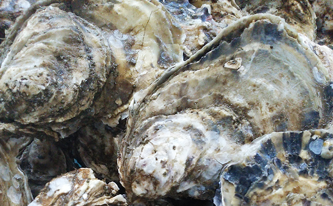 【厚岸漁協直売店特製】 かきガンガン焼 Lセット 15個 北海道 牡蠣 カキ かき  生牡蠣 殻付  魚介類 マルえもん